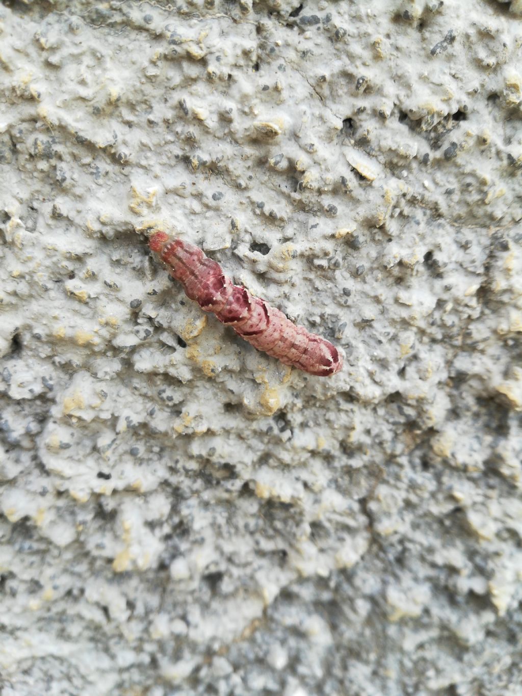 Larva di qualche farfalla? S,  Acontia lucida  (Noctuidae)