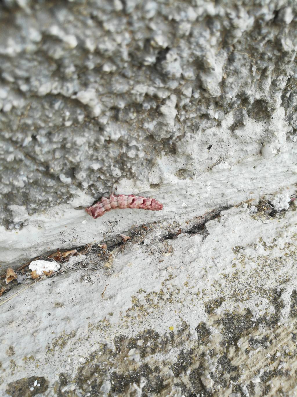 Larva di qualche farfalla? S,  Acontia lucida  (Noctuidae)