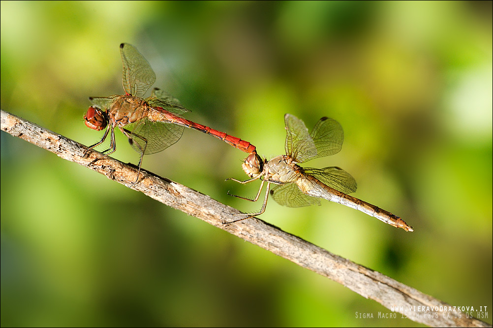 Sympetrum meridionale conferma.