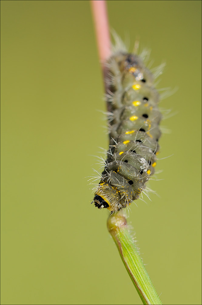 ID bruco Zygaena