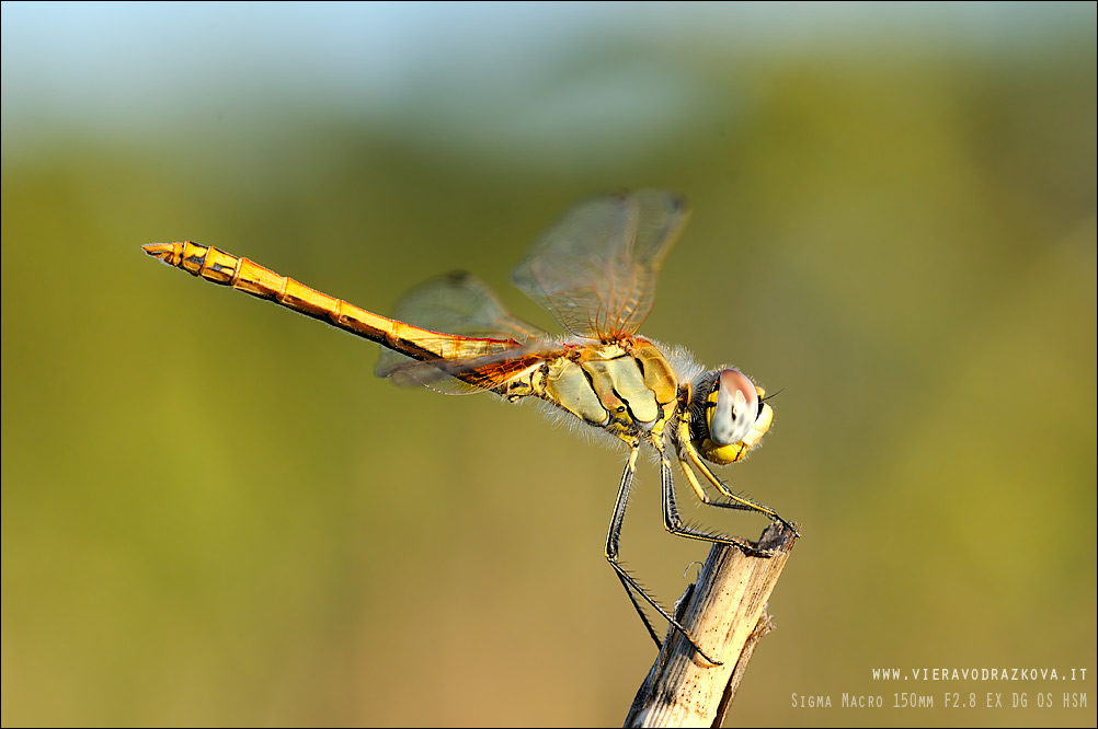 Conferma Sympetrum fonscolombii femmina?