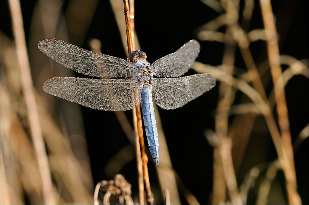 Orthetrum e una sconosciuta help!