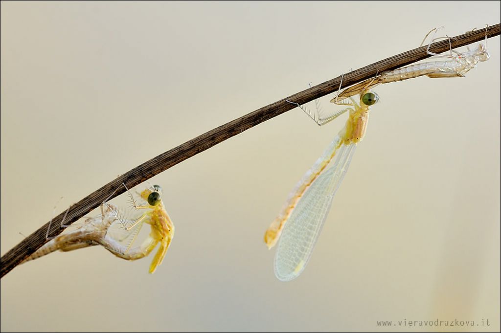 La schius di..Lestes?