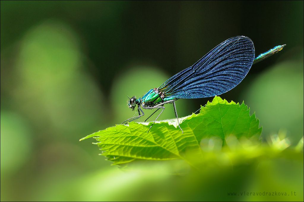 Calopteryx virgo meridionalis