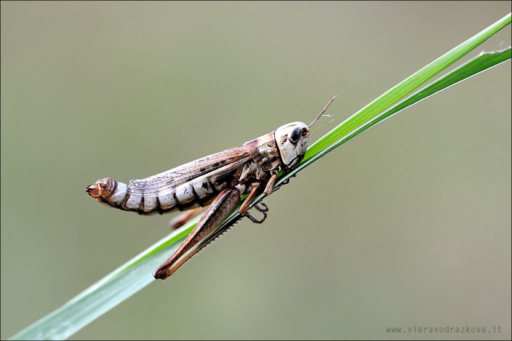 cavaletta strana da id