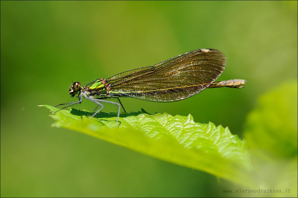 Calopteryx virgo meridionalis, femmina