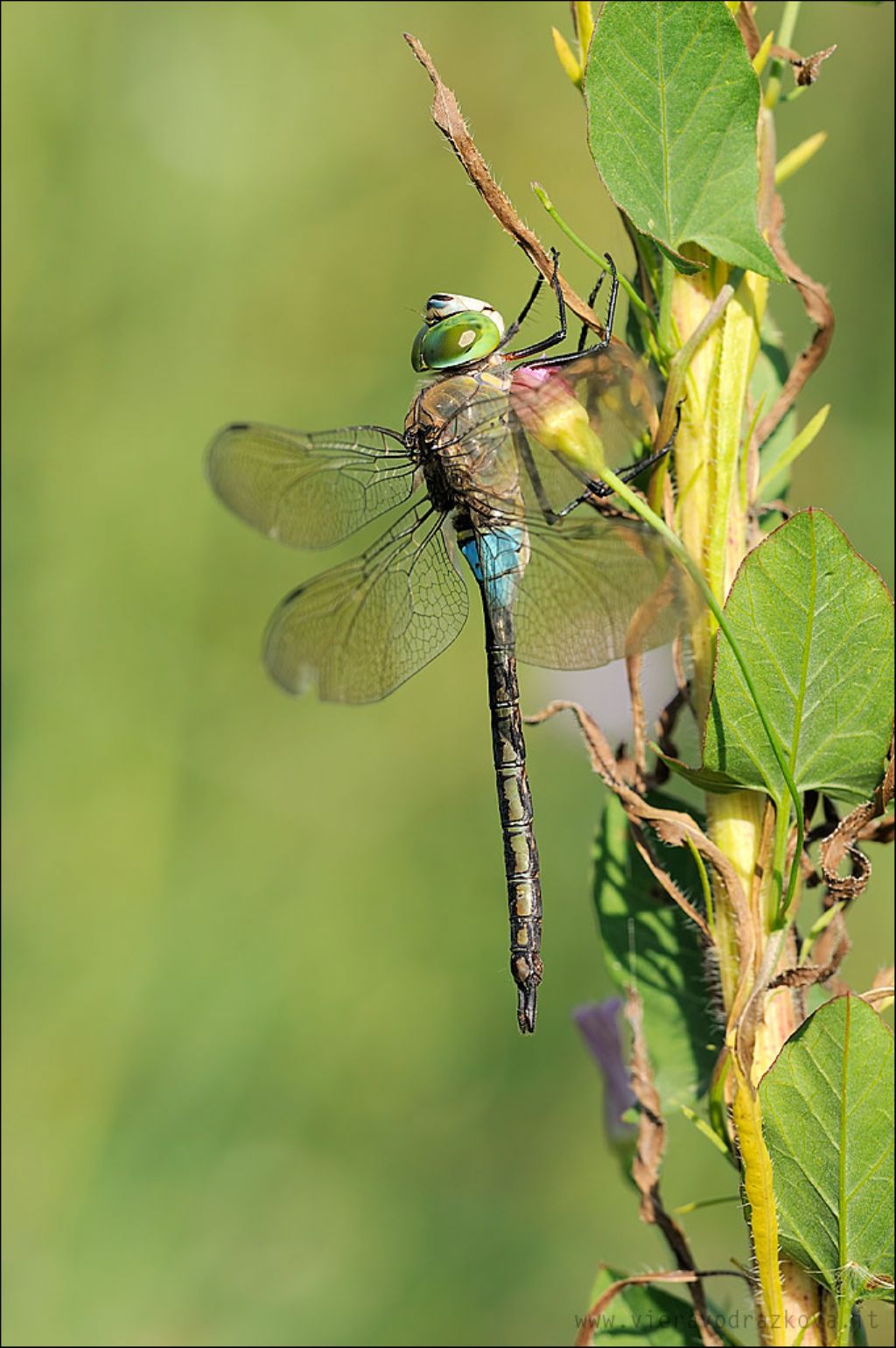 Il gigante da ID Anax parthenope?