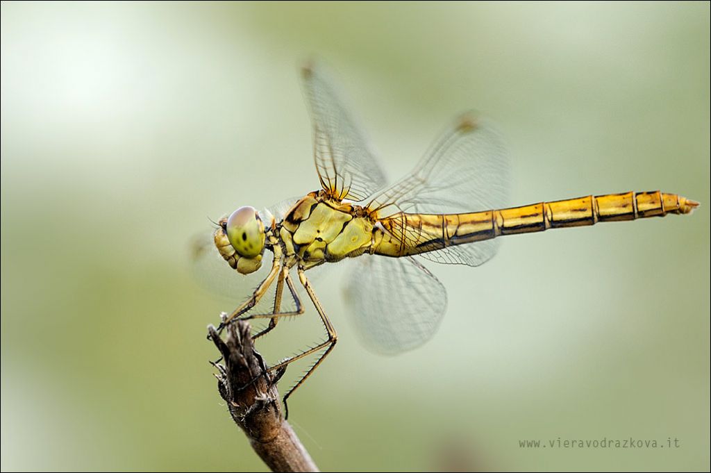 Sympetrum ID - Sympetrum meridionale