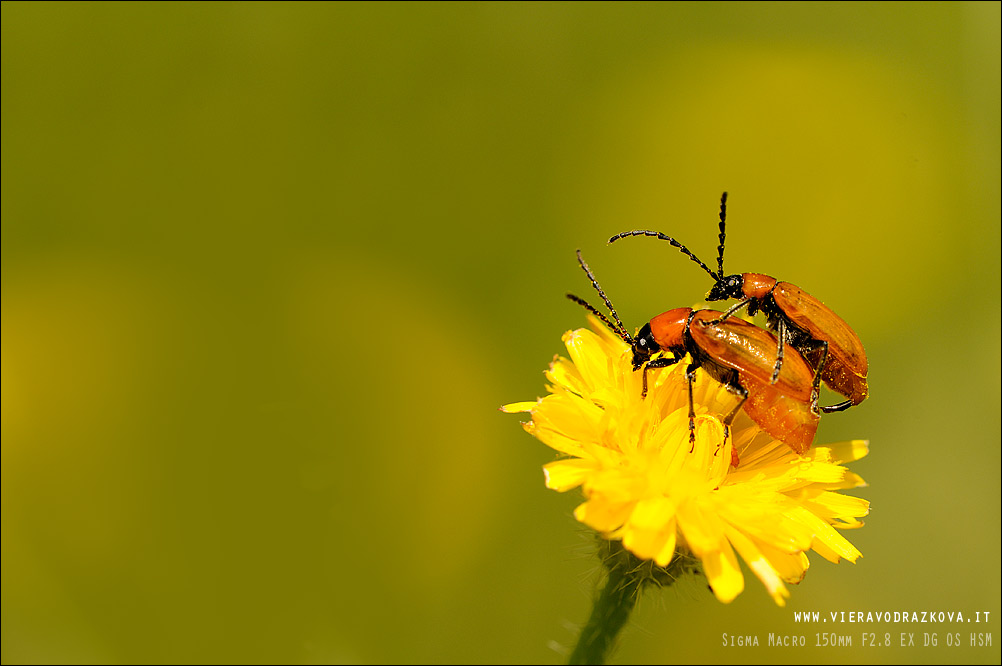 coleotteri in accop. - Exosoma lusitanicum (Chrysomelidae)