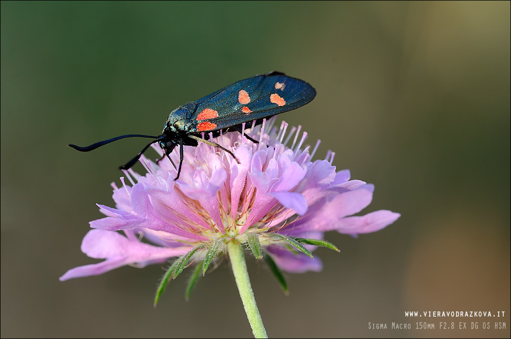 conferma id Zygaena filipendulae?