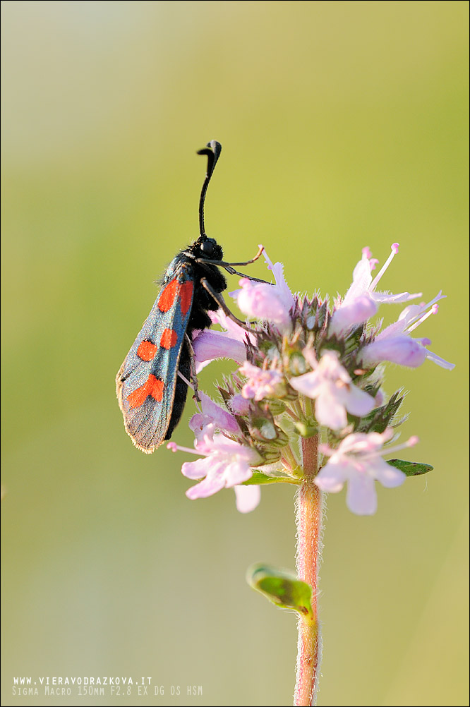 zygaena loti o filipendulae?