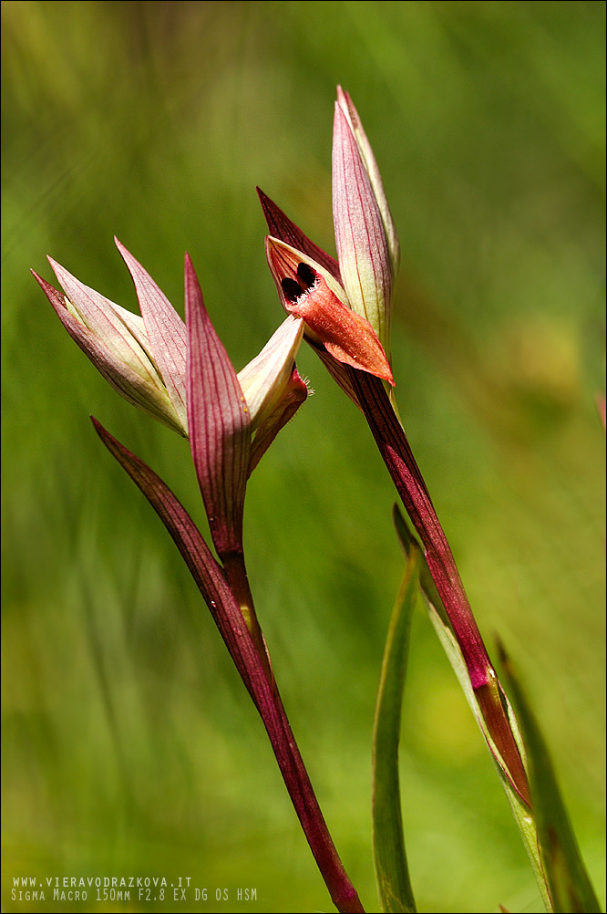 Serapias vomeracea