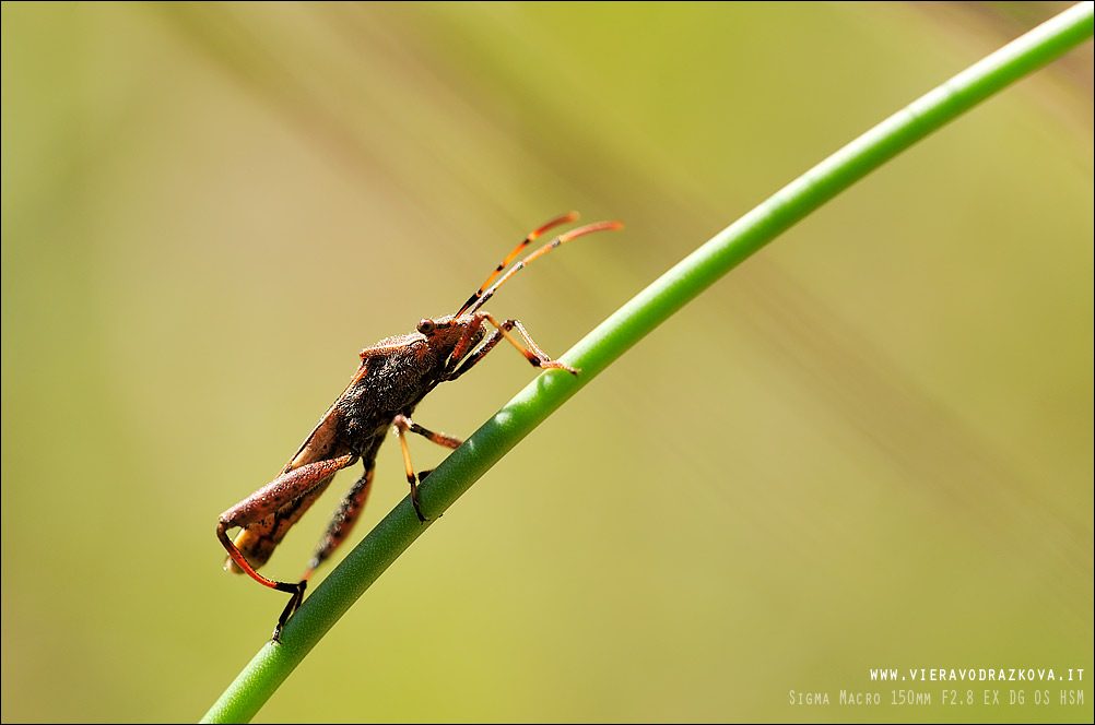 Alydidae: Camptopus lateralis da San Marino