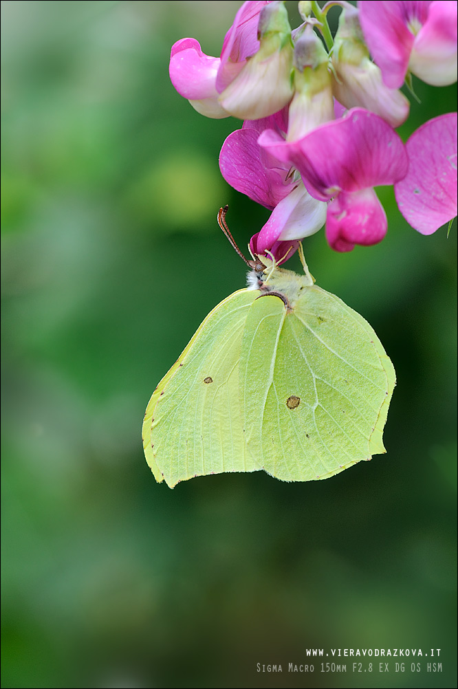 Gonepteryx  - quale?