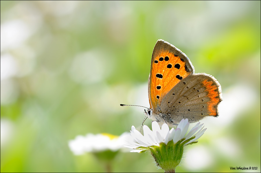 licenide da identificare - Lycaena phlaeas