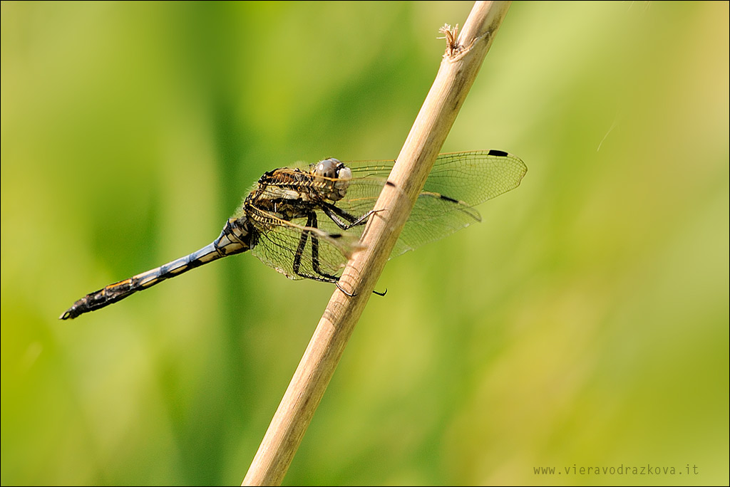 Orthetrum e una sconosciuta help!