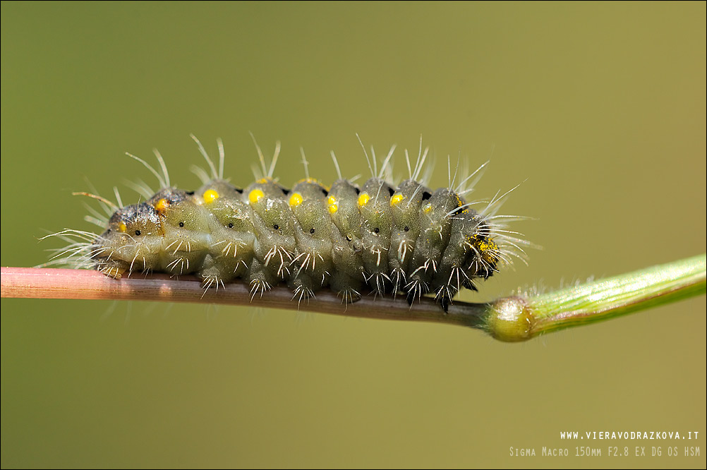 ID bruco Zygaena