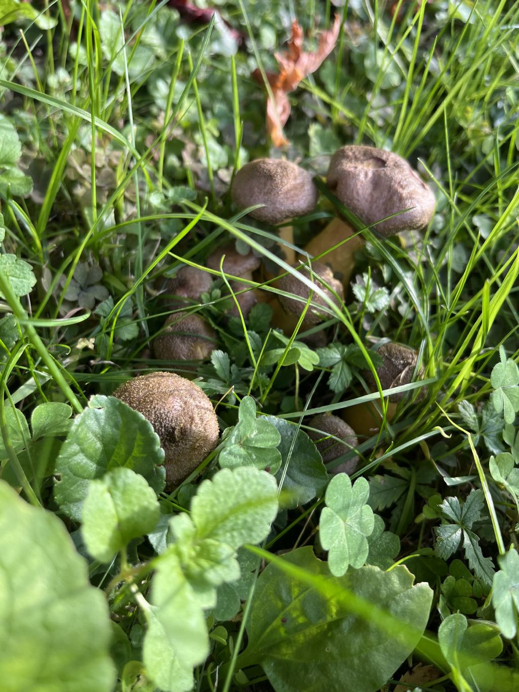 Funghi trovati in giardino