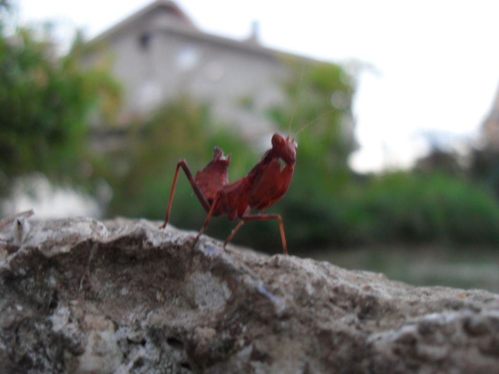 Riconoscimento mantide rossa: Ameles spallanzania