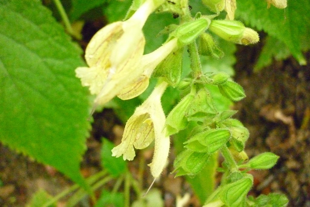 Salvia glutinosa