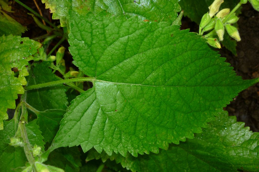 Salvia glutinosa