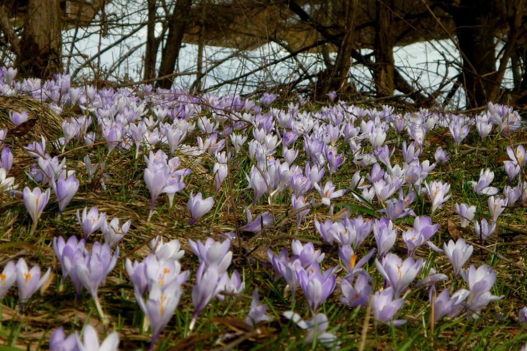 annuncio di primavera