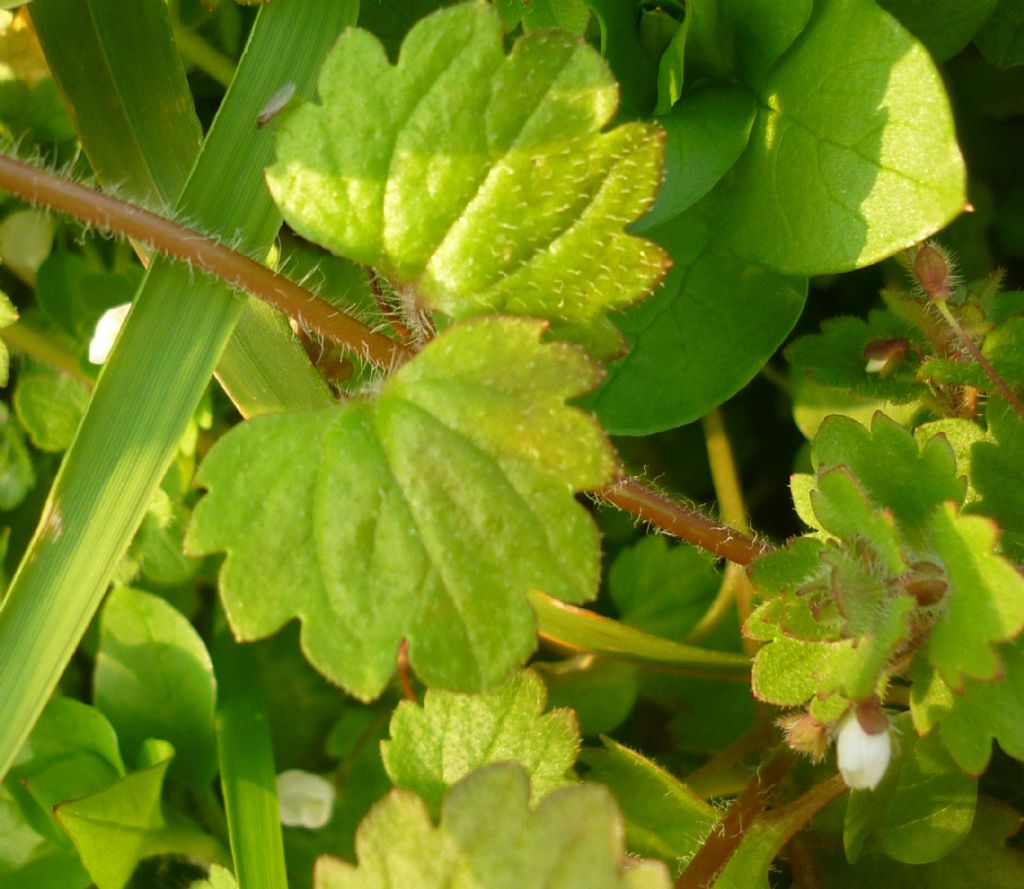 Veronica cymbalaria