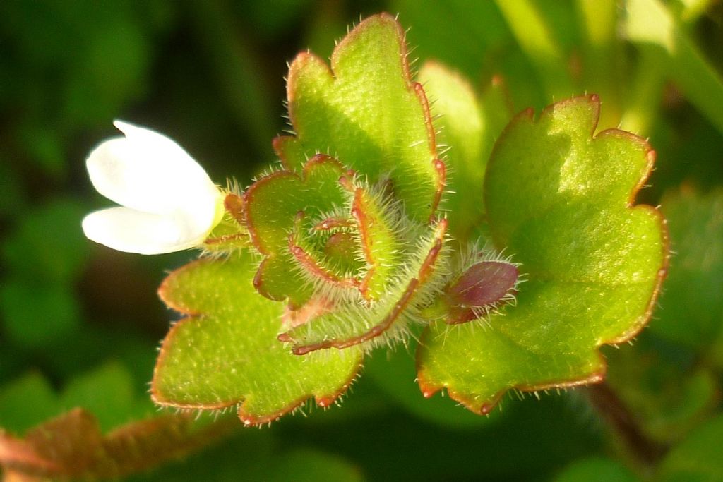 Veronica cymbalaria