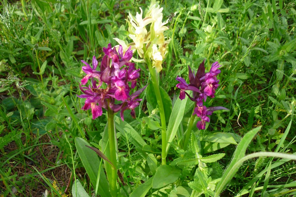 Dactylorhiza sambucina