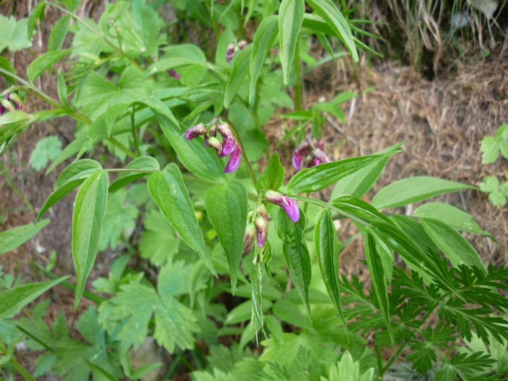 nel bosco sotto gli abeti...Lathyrus vernus