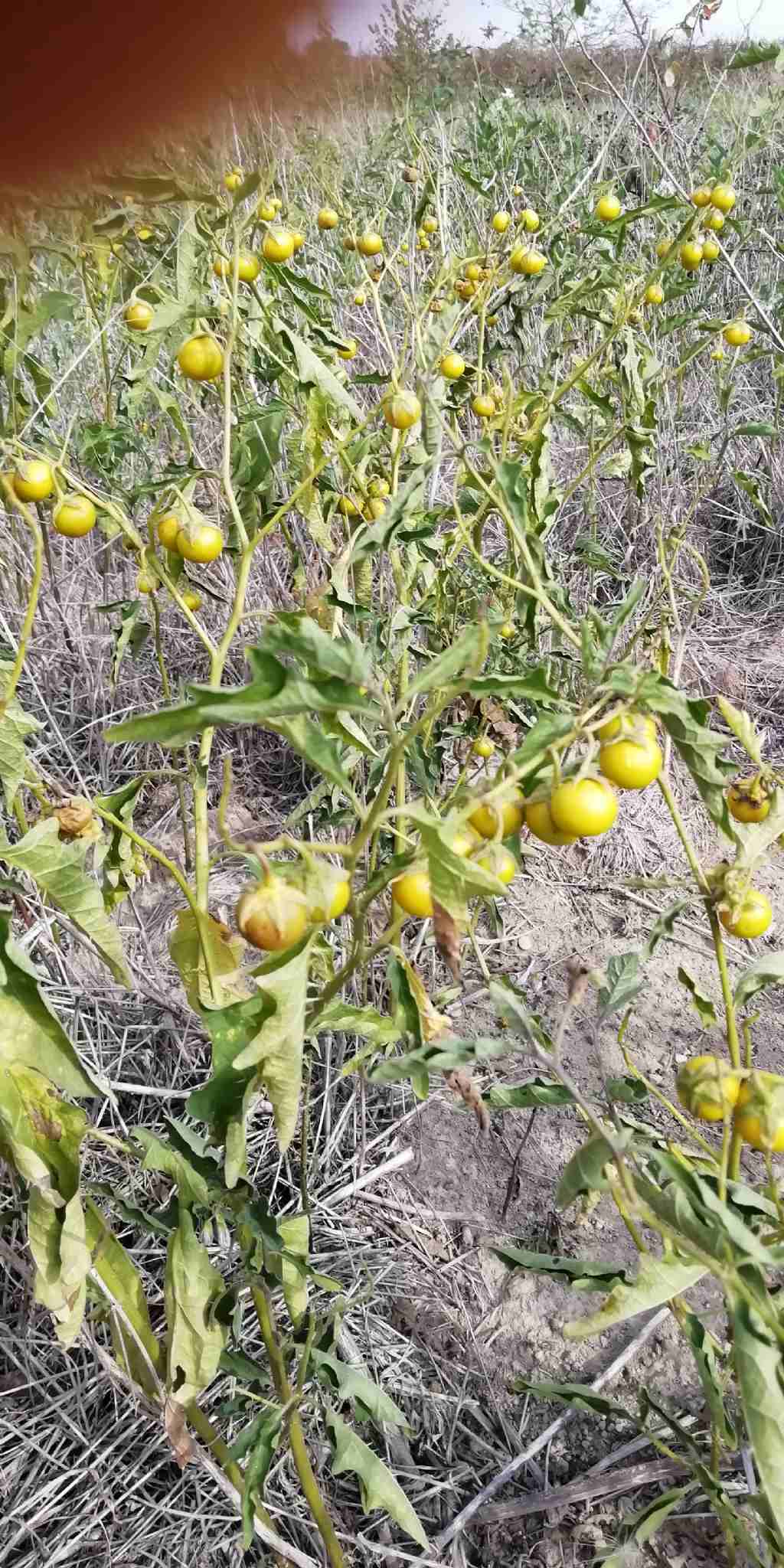 Solanum infestante a morimondo MI