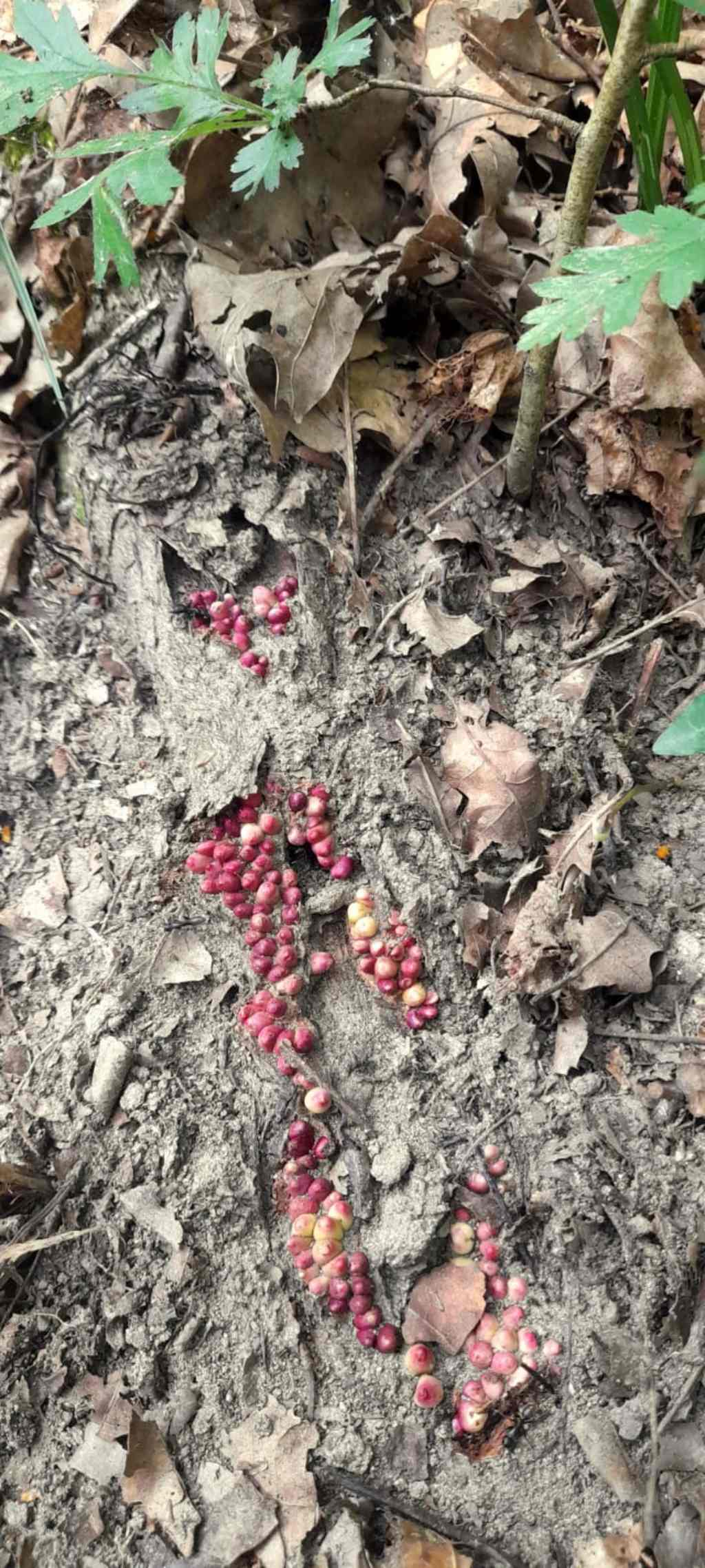 Strani noduli su radice di Quercus