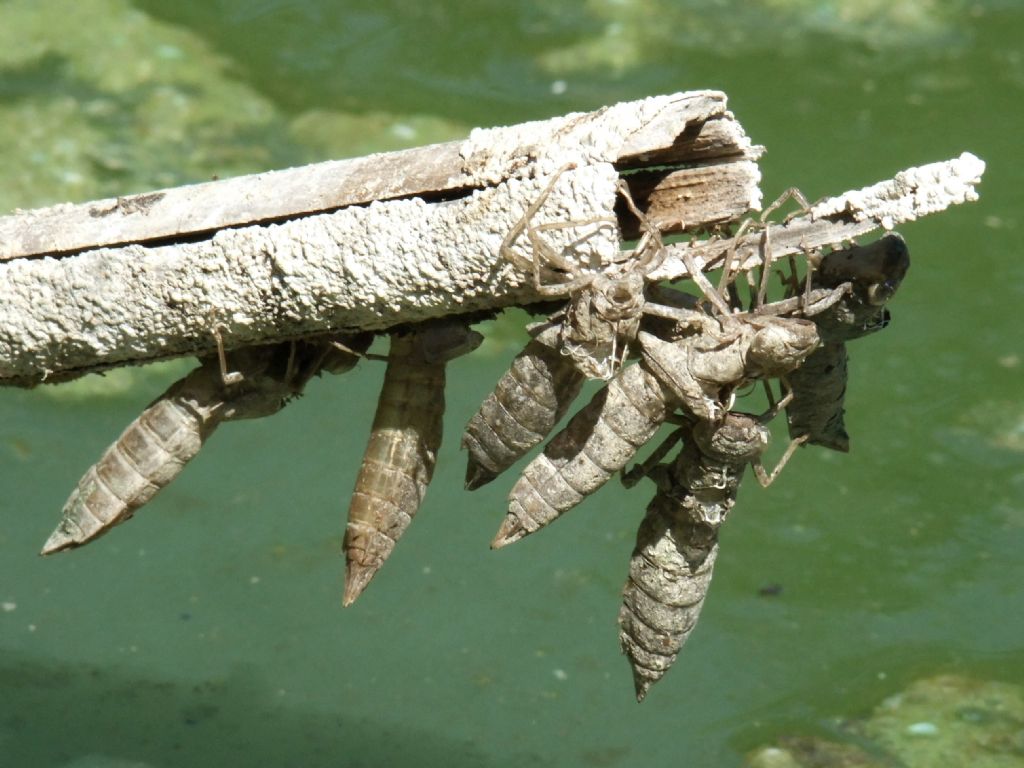 Exuviae di Anax sp.