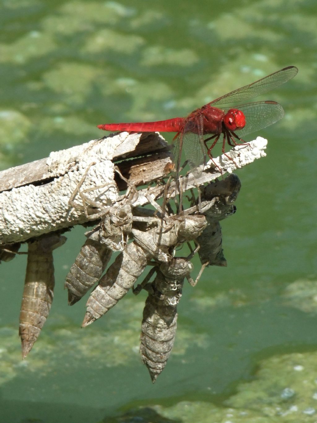 Exuviae di Anax sp.