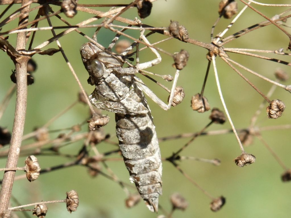 Exuviae di Anax sp.