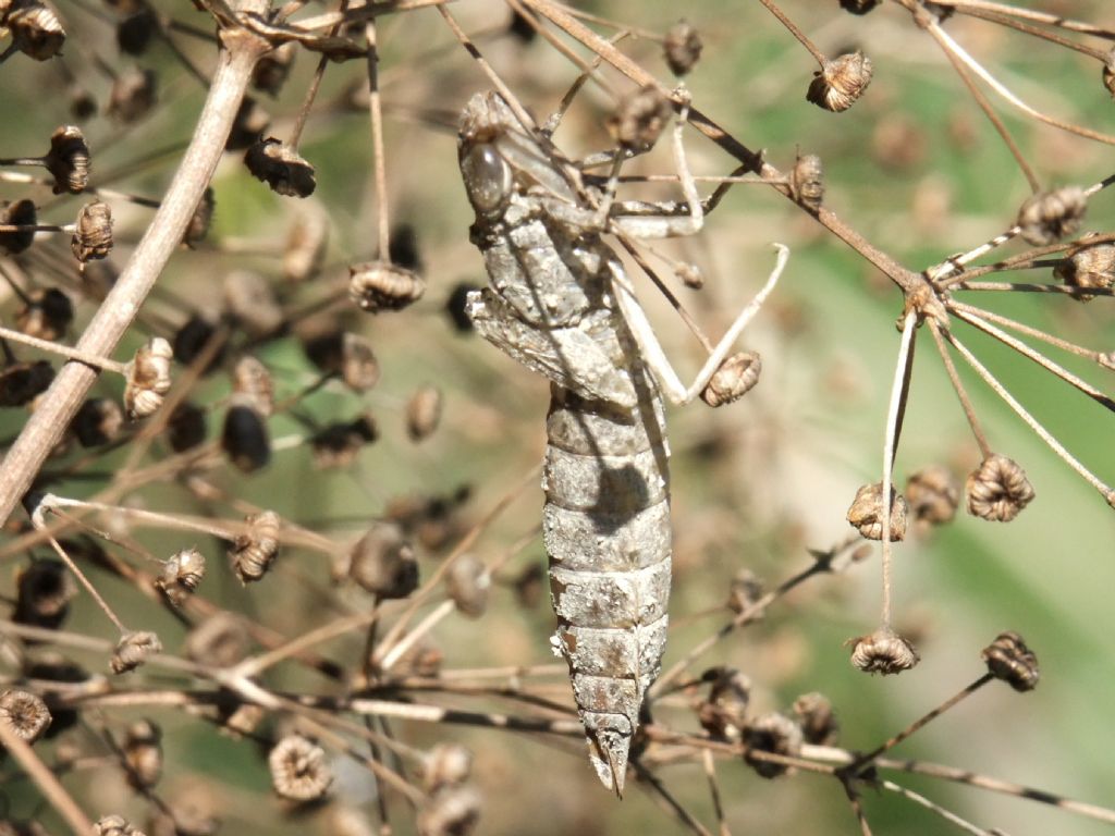 Exuviae di Anax sp.