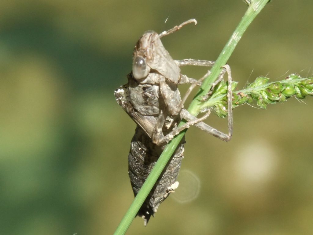 Exuviae di Anax sp.