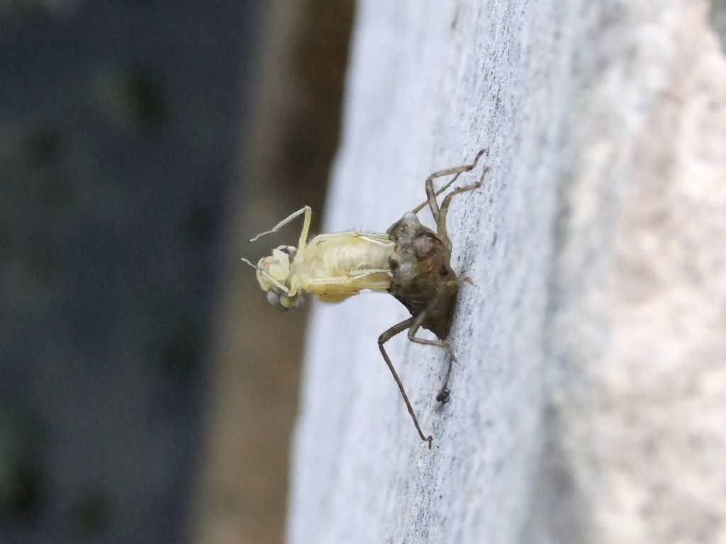 Sfarfallamento di Sympetrum fonscolombii