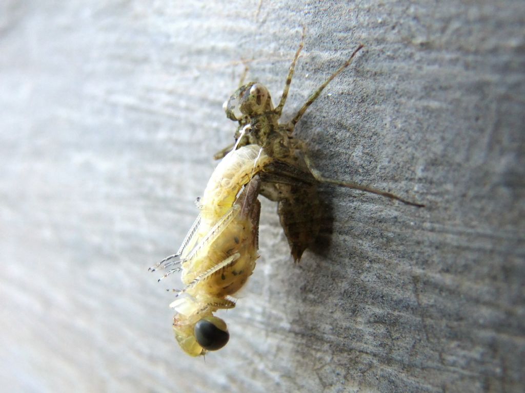 Sfarfallamento di Sympetrum fonscolombii