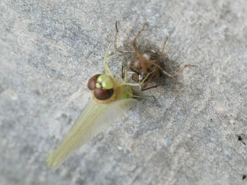 Sfarfallamento di Sympetrum fonscolombii