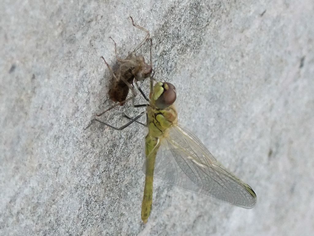 Sfarfallamento di Sympetrum fonscolombii