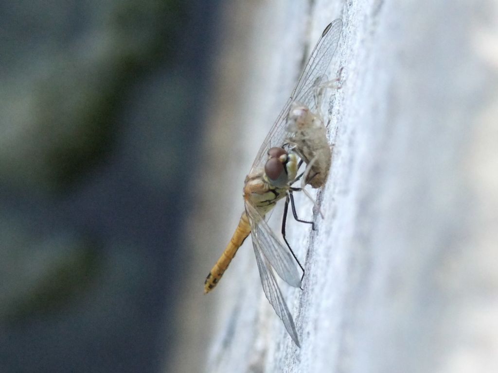 Sfarfallamento di Sympetrum fonscolombii