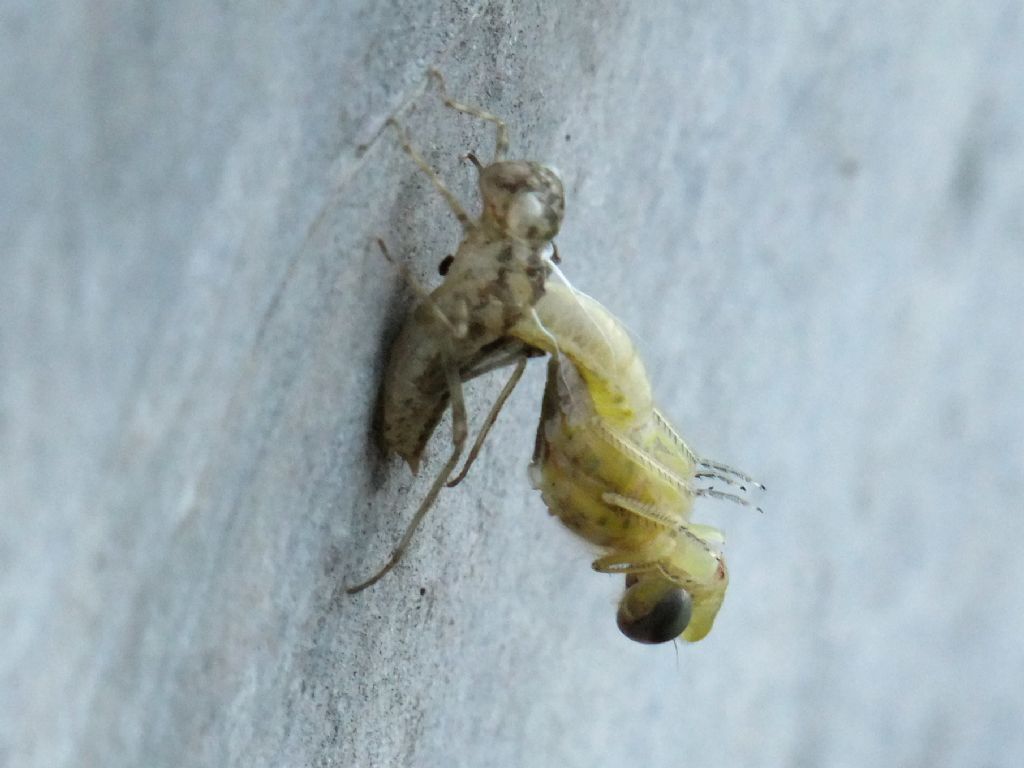 Sfarfallamento di Sympetrum fonscolombii