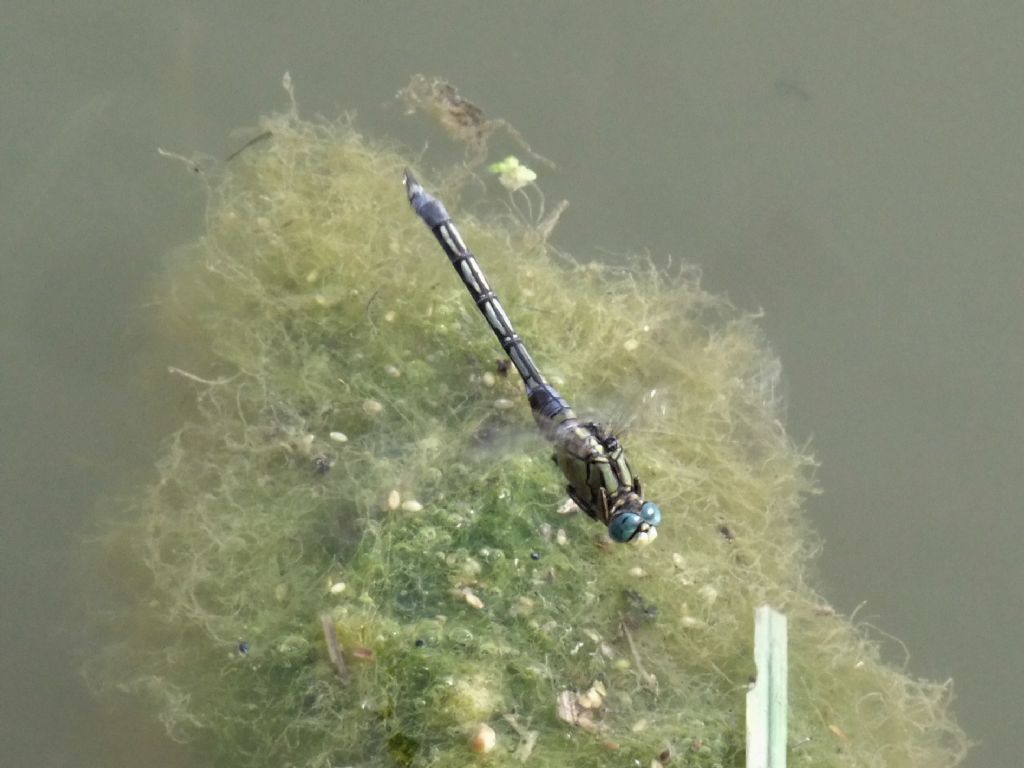 Orthetrum trinacria in ovideposizione