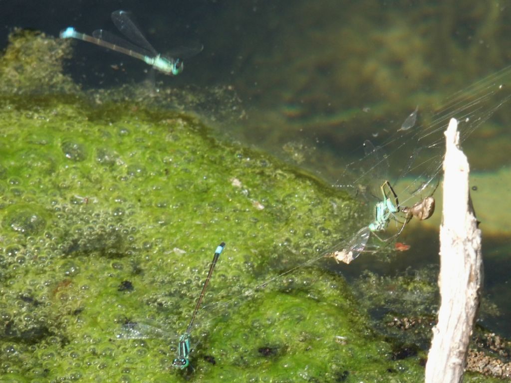 Due Ischnura genei finiti in una ragnatela