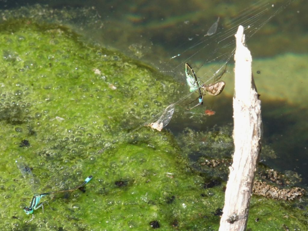 Due Ischnura genei finiti in una ragnatela