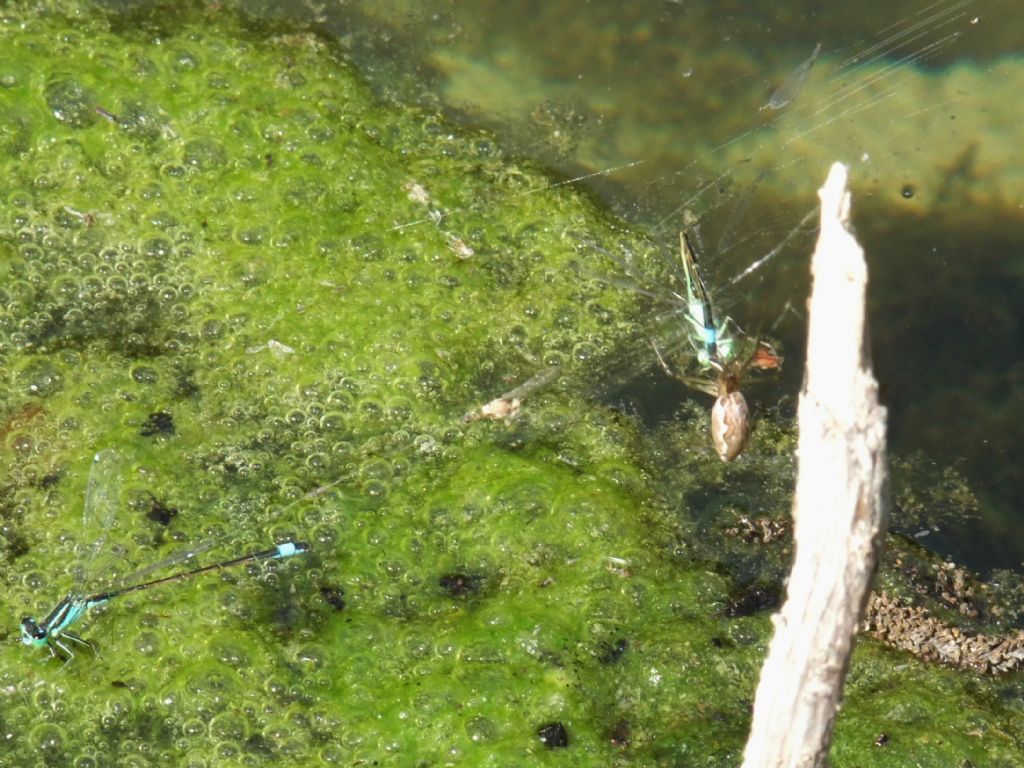 Due Ischnura genei finiti in una ragnatela