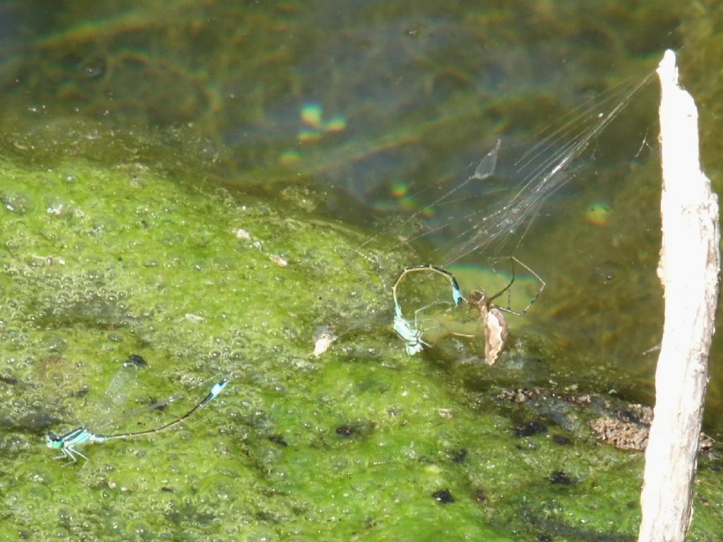 Due Ischnura genei finiti in una ragnatela