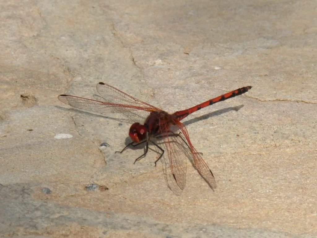 Trithemis arteriosa