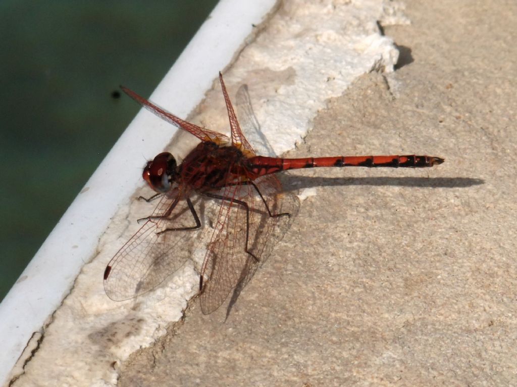 Trithemis arteriosa